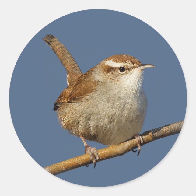 Ein neugieriger Bewick's Wren im Baum Runder Aufkleber (Vorderseite)
