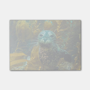 Ein neugieriger Hafen-Siegel-Kelp-Wald   Santa Post-it Klebezettel