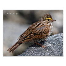 Ein neugieriger Savannah Sparrow