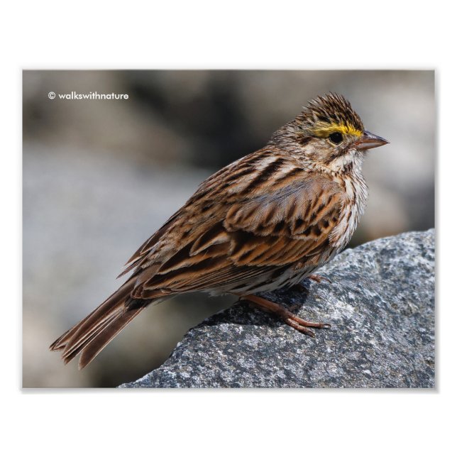 Ein neugieriger Savannah Sparrow Fotodruck (Vorne)