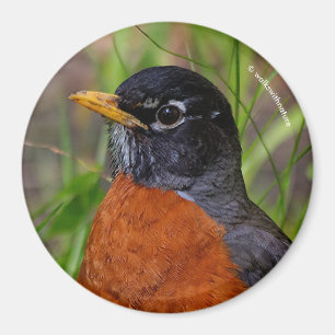 Ein neugieriger und hoffnungsvoller amerikanischer magnet