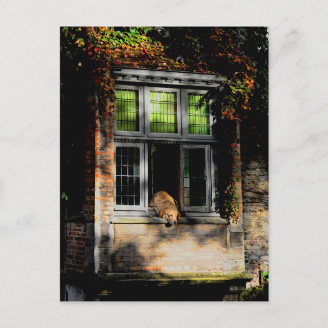 Ein Nickerchen in der Sonne Postkarte (Vorderseite)