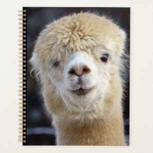 Ein niedlich flauschiges Alpaca-Gesicht Planer