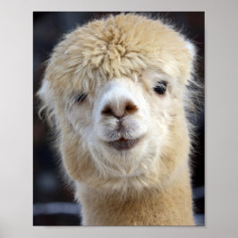 Ein niedlich flauschiges Alpaca-Gesicht Poster