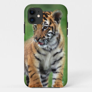 Ein niedlicher Babytiger title_seo2
