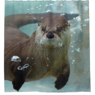 Ein niedlicher brauner Otter, der in einem klaren, Duschvorhang
