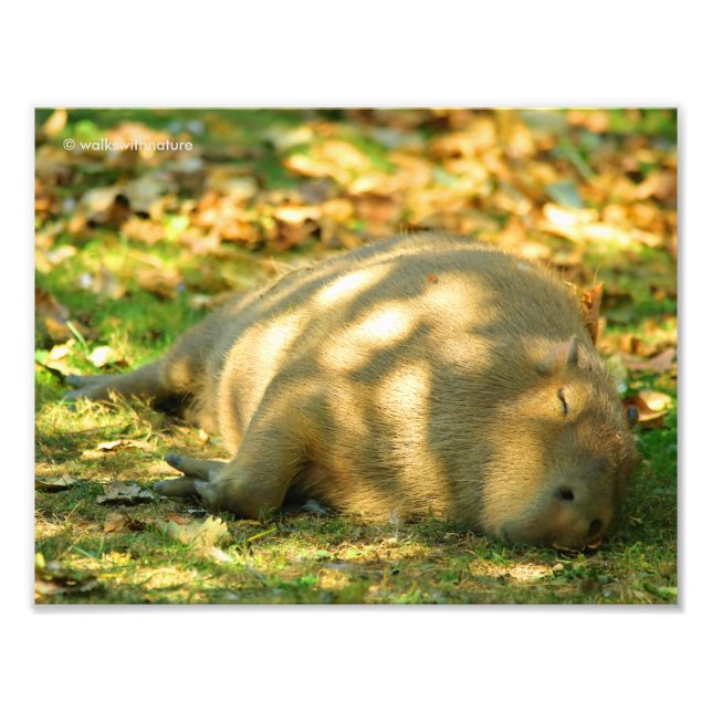 Ein Niedlicher Capybara-Traum im Sommer Fotodruck (Vorne)
