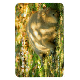 Ein Niedlicher Capybara-Traum im Sommer Magnet