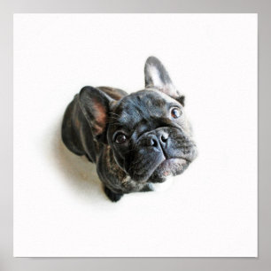 Ein niedlicher französische Bulldoggen-Welpe Poster