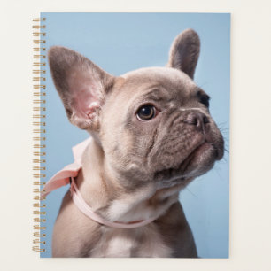 Ein Niedlicher französischer Bulldog Planer