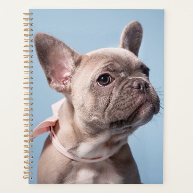 Ein Niedlicher französischer Bulldog Planer (Vorderseite)