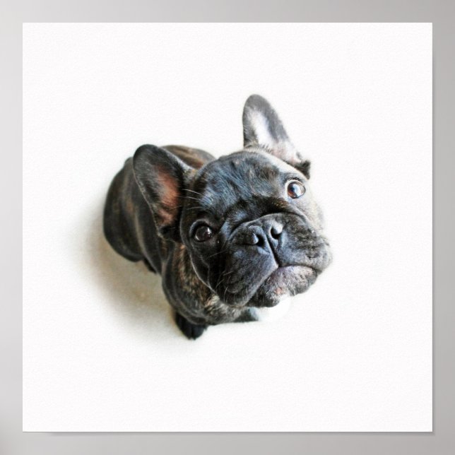 Ein Niedlicher französischer Bulldogist Poster (Vorne)