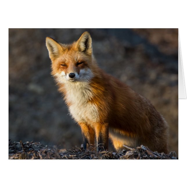 Ein Niedlicher kleiner Fuchs (Vorderseite (Horizontal))