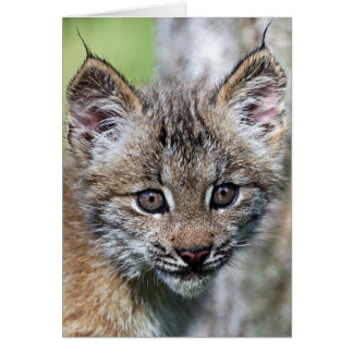 Ein Niedlicher kleiner kanadischer Lynx Kitten