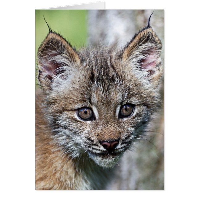 Ein Niedlicher kleiner kanadischer Lynx Kitten (Vorne)