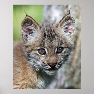 Ein Niedlicher kleiner kanadischer Lynx Kitten Poster