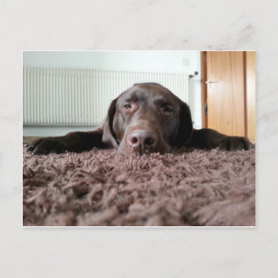 ein niedlicher Schokolade Labrador Welpe schlafen Postkarte