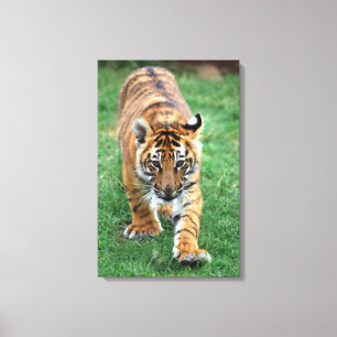Ein niedlicher Tiger Leinwanddruck