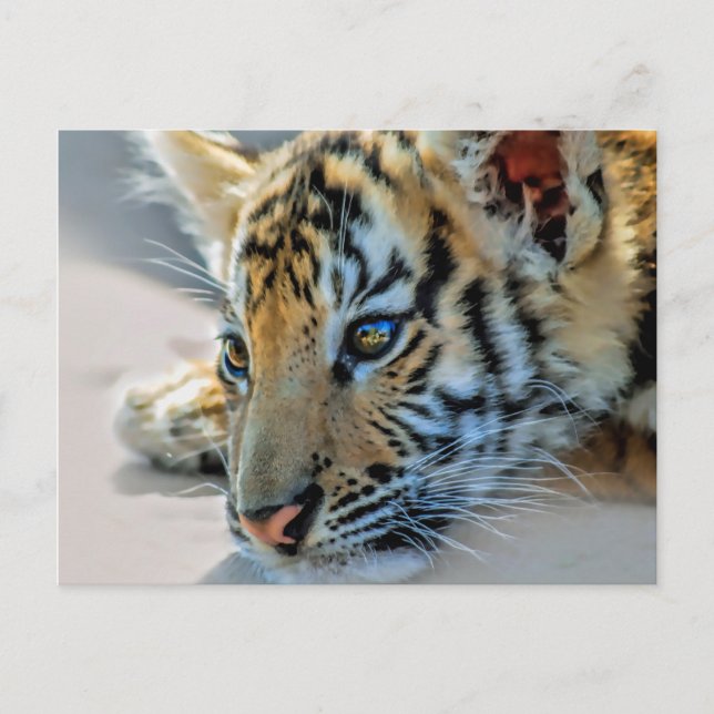 Ein niedlicher Tiger Postkarte (Vorderseite)