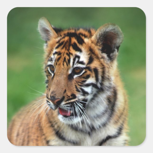 Ein niedlicher Tiger Quadratischer Aufkleber (Vorderseite)