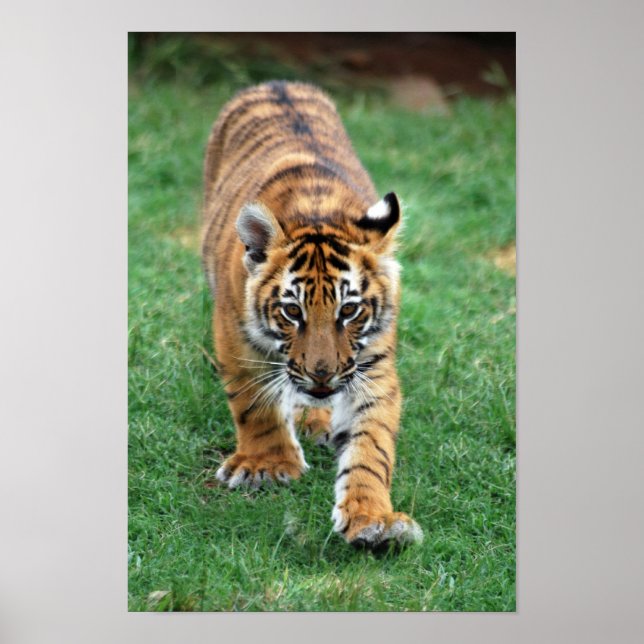 Ein niedlicher Tigerjunge Poster (Vorne)