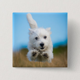 Ein niedlicher Westhochland-Terrier-Welpen-Betrieb Button
