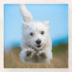 Ein niedlicher Westhochland-Terrier-Welpen-Betrieb Glasuntersetzer