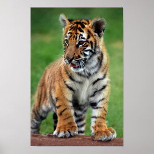 Ein niedliches Babytigerjunges Poster