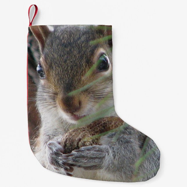 Ein niedliches Eichhörnchen mit Kleiner Weihnachtsstrumpf (Vorderseite)