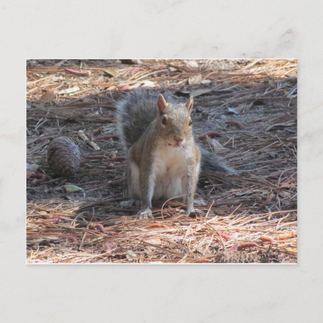 Ein niedliches Eichhörnchen Postkarte (Vorderseite)