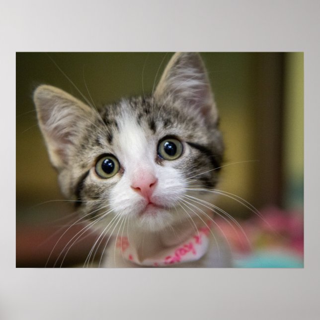 Ein niedliches Kätzchen mit grünen Augen Poster (Vorne)
