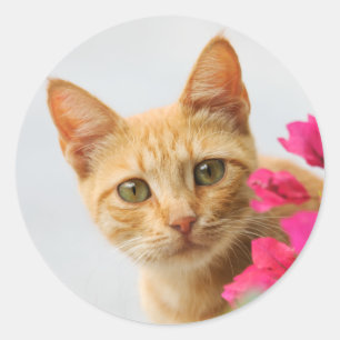 Ein niedliches, rotes Tabby-Kätzchen beobachtet di Runder Aufkleber
