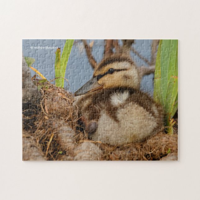 Ein Niedliches und kostbares Mallard Duckling (Horizontal)