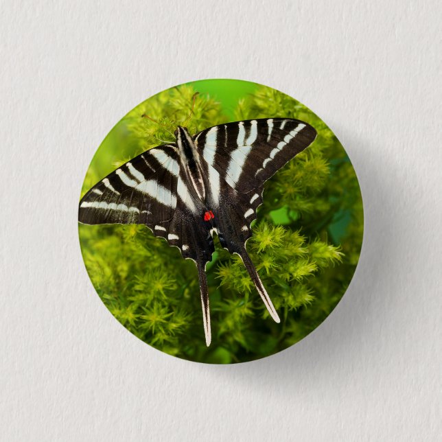 Ein nordamerikanischer Frack-Schmetterling Button (Vorderseite)