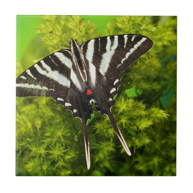 Ein nordamerikanischer Frack-Schmetterling Fliese (Vorderseite)