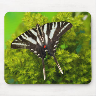 Ein nordamerikanischer Schwalbenschwanz-Schmetterl Mousepad