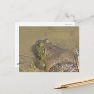 Ein Ochsenfrosch in einem Teich Postkarte