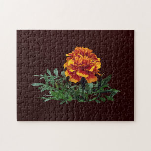 Ein orangefarbenes Marigold mit gelben Tipps