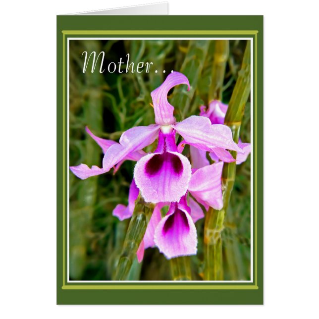 Ein Orchid für Mutter (Vorne)
