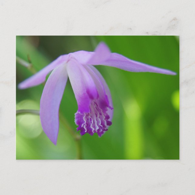 Ein Orchidee für Sie! Postkarte (Vorderseite)