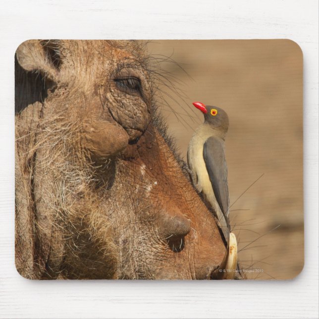 Ein Oxpecker auf einem Warthogs, Isimangaliso, Mousepad (Vorne)