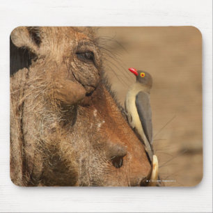 Ein Oxpecker auf einer warthogs Schnauze, Mousepad