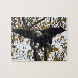 Ein Paar Bald-Adler während der Herbstsaison