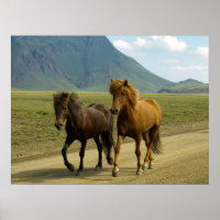Ein Paar brauner isländischer Ponys