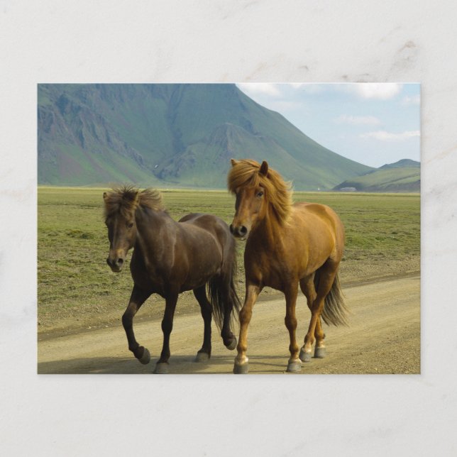 Ein Paar brauner isländischer Ponys Postkarte (Vorderseite)