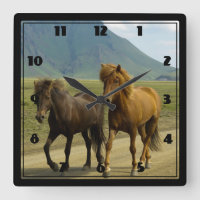 Ein Paar brauner isländischer Ponys