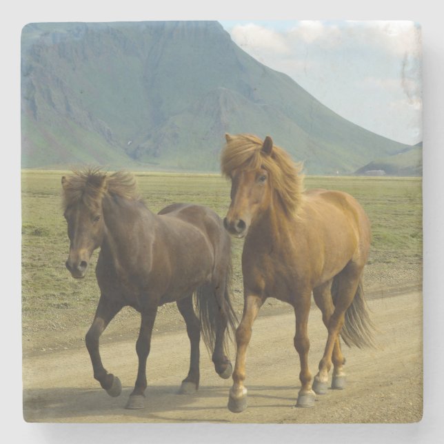 Ein Paar brauner isländischer Ponys Steinuntersetzer (Vorderseite)