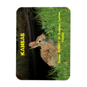 Ein paar Bunny in Kansas Lieben Sie Magnet. Magnet
