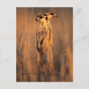 Ein Paar Erdmännchen auf einem Felsen bei Sonnenun Postkarte