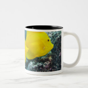Ein Paar gelbe Gerüche Zweifarbige Tasse